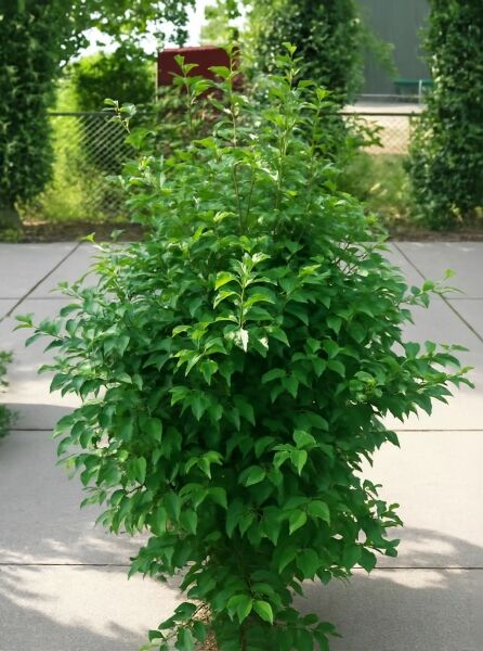 Styrax japonicus, Japanischer Storaxbaum (Schneeglöckchenbaum), buschiger Strauch im Container C35, 150–175 cm