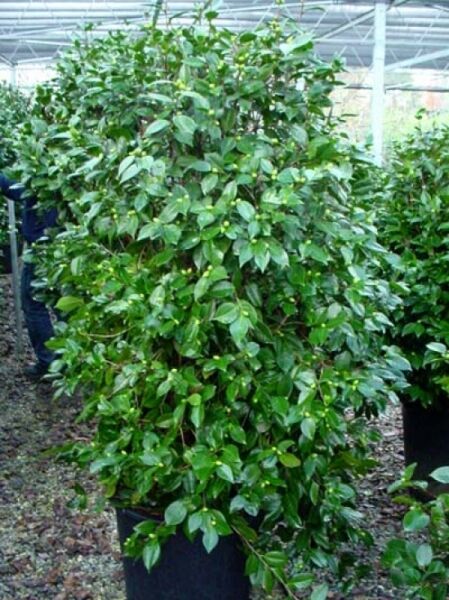 Japanische Kamelie gelb / Camellia japonica gelb