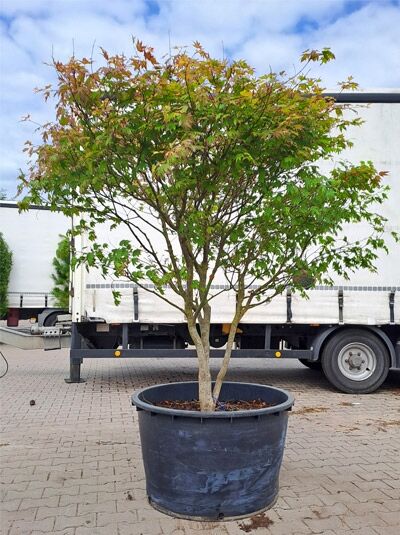 Fächer-Ahorn (Acer palmatum 'Tsuma Beni') in Schirmform, 175–200 cm, im Container mit mehrstämmigem Stamm und grün-rotem Laub.