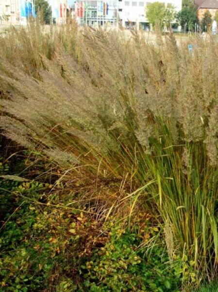 Wald-Reitgras / Calamagrostis arundinacea