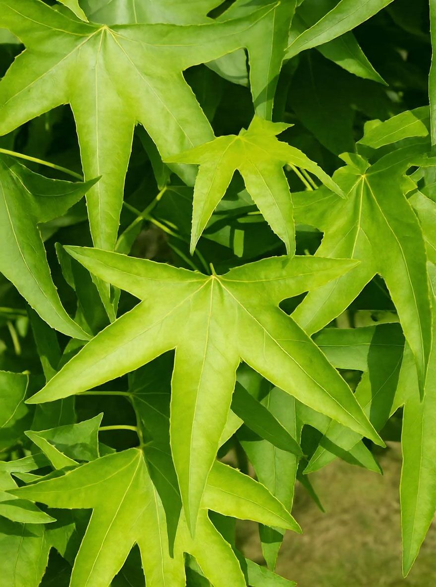 Amberbaum 'Dachform/Dachspalier'