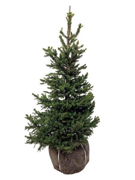 Zwerg-Rot-Fichte 'Will' / Picea abies 'Wills Zwerg'