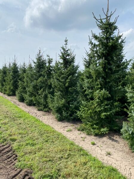 Picea omorika (Serbische Fichte) 350–400 cm mit Db., Reihe serbischer Fichten mit dunkelgrünen Nadeln im Feldbestand