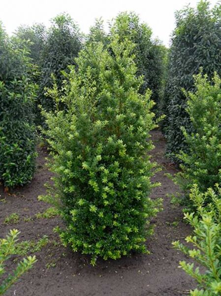 Kleinlaubige Japan-Hülse Ilex 'Impala'®, Solitär im Beet, dichter immergrüner Strauch mit kleinen, glänzend grünen Blättern.