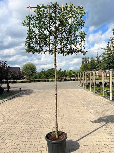 Portugiesischer Kirschlorbeer 'Angustifolia' 'Hochstamm-Spalier' H:120 B:150 T:10 (Stamm 200 cm) / Prunus lusitanica 'Angustifolia '