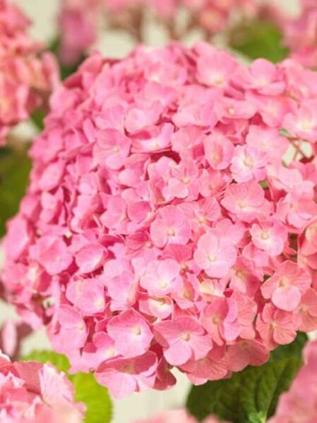 Bauern-Hortensie 'Superbowl' (rosa) / Hydrangea macrophylla 'Superbowl' (rosa)
