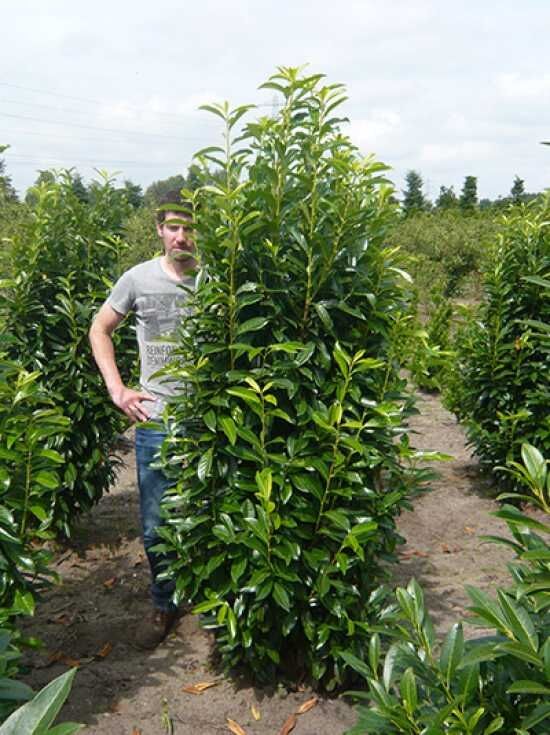 Kirschlorbeer 'Genolia' - Prunus laurocerasus 'Genolia' - Baumschule  NewGarden