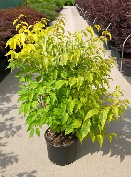 Perlschweif 'Celina' (Stachyurus chinensis 'Celina') im Topf, 150–175 cm, C20, buschiger Strauch mit grünem Laub