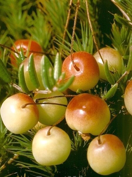 Heimische Moosbeere / Vaccinium oxycoccos