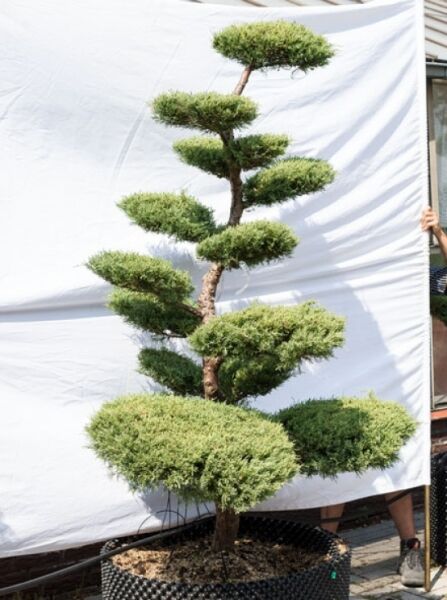 Garten-Bonsai (625) / Garten-Bonsai (625)