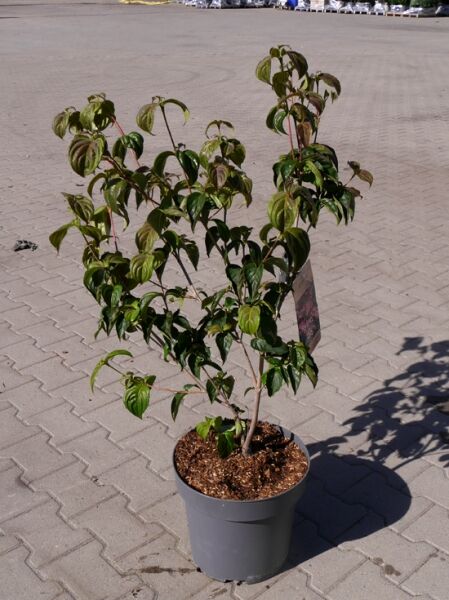 Japanischer Blumen-Hartriegel Cornus kousa 'Satomi ®', 60-80 cm, C12, im Topf mit grünen Blättern und mehreren Trieben.