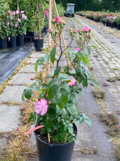 Kletterrose 'Lavender SILUETTA' ® / Kletterrose 'Lavender SILUETTA' ®