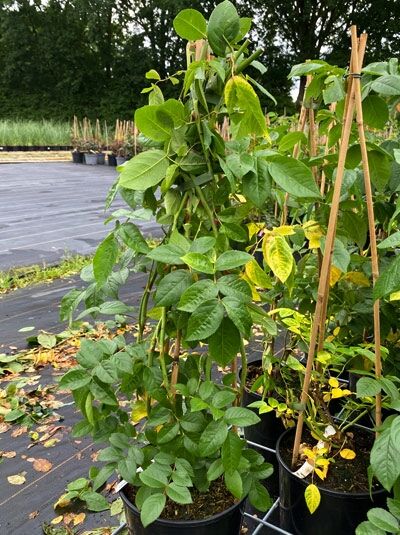Kletterrose Rosa 'Bobbie James' im Topf C5, aufgebundener Klettertrieb mit grünem Laub.