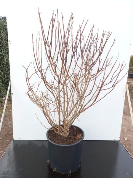 Rispen-Hortensie 'Skyfall' (Hydrangea paniculata 'Skyfall') 100-125 cm, C20 Topf, mehrtriebiger Strauch ohne Laub.