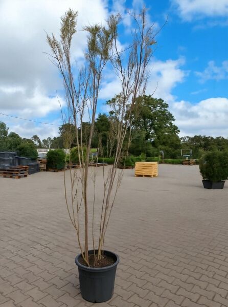 Tamarix parviflora (Frühlings-Tamariske) mehrtriebiger Strauch im Topf, Höhe 175–200 cm, Container C30