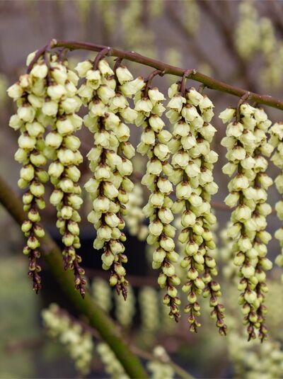 Japanischer Perlschweif / Japanischer Perlschweif