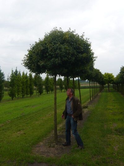 Kugel-Feldahorn Acer campestre 'Nanum', Hochstamm ca. 225 cm, Stammumfang 25–30 cm, runde Krone im Feldbestand