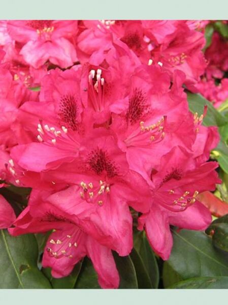 Rhododendron 'Supernova' / Rhododendron Hybride 'Supernova'