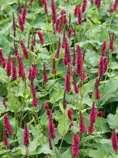 Kerzen-Knöterich 'Blackfield ®' / Bistorta amplexicaulis 'Blackfield ®'