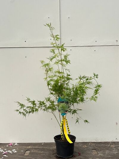 Japanischer Ahorn Acer palmatum 'Seiryu' im Topf, 40-60 cm, C3, mit feingeschlitzten grünen Blättern und mehrtriebigem Wuchs