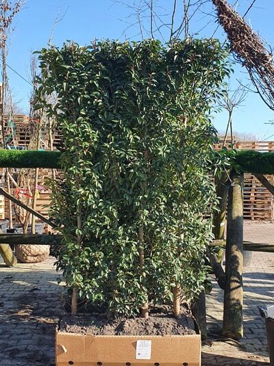 Portugiesicher Kirschlorbeer / Fertighecke / Heckenelement 200 cm / Portugiesicher Kirschlorbeer / Fertighecke / Heckenelement 200 cm