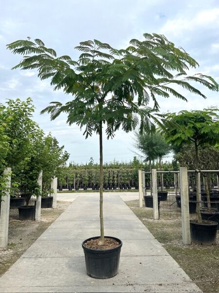 Albizia julibrissin (Seidenbaum/Schlafbaum) Hochstamm 18-20 StU im Container, Baum mit gefiedertem Laub in Topf