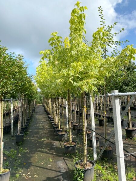 Eschen-Ahorn Acer negundo 'Aureomarginatum' Hochstamm im Container mit gelbgrün panaschierten Blättern in Baumschulreihe