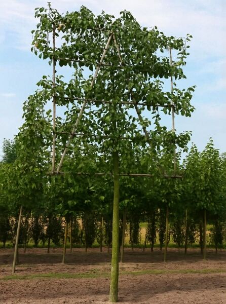 Pyrus communis „Konferenzbirne“ / Birne Konferenzbirne als Hochstamm-Spalierbaum am Gerüst, mit grünem Laubdach.