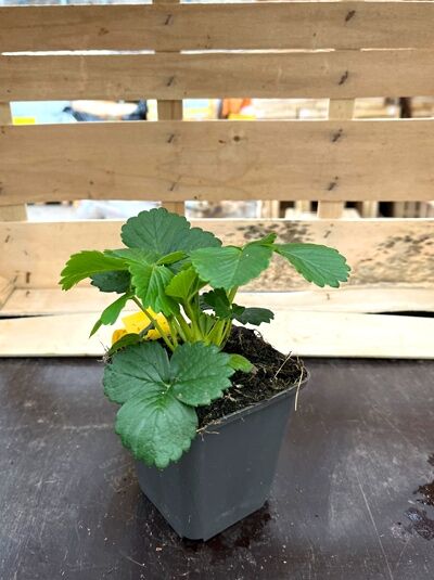 Garten-Erdbeere Fragaria x ananassa 'Rosana F1' im P9-Topf, grüne Blätter, Jungpflanze mit Wurzelballen.