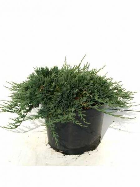 Teppich-Wacholder 'Wiltonii' (Juniperus horizontalis 'Wiltonii') im Topf, flach wachsend, nadeliges grünes Laub, 30–40 cm breit, C5
