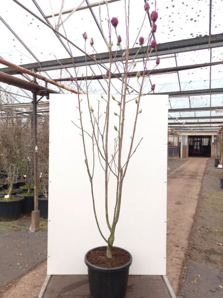 Magnolia 'Black Tulip'® / Magnolie 'Black Tulip' 200-250 cm C50, mehrstämmiger Baum im Container mit Knospen