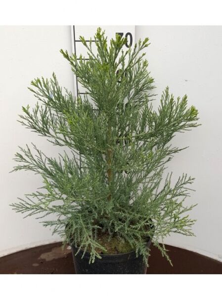 Blauer Mammutbaum / Sequoiadendron giganteum 'Glaucum'