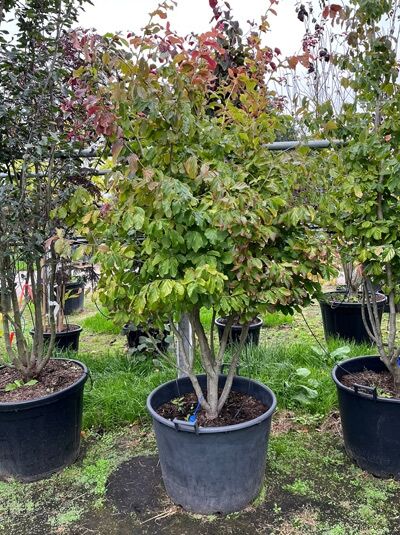 Eisenholzbaum / Parrotie 200-250 cm / Parrotia persica mehrstämmig (876144)