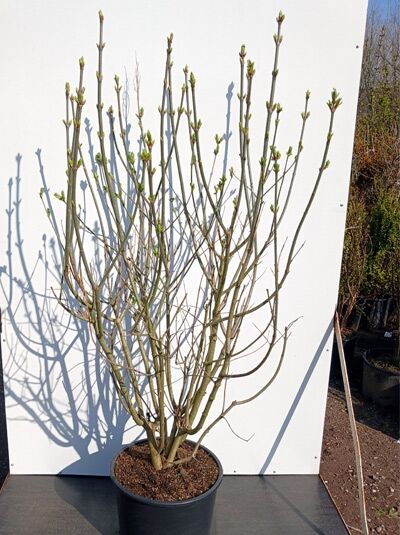 Flieder 'Agnes Smith' / Syringa josiflexa 'Agnes Smith'
