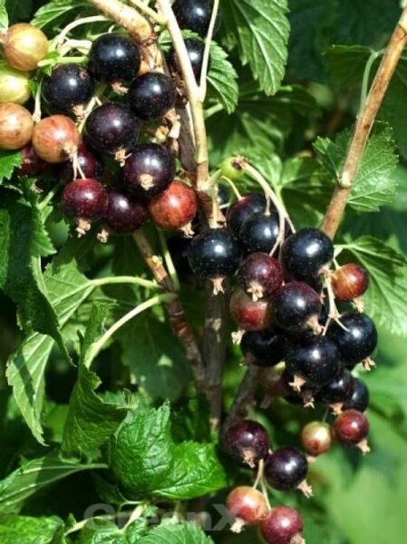 Ribes nigrum 'Ben Nevis' / Schwarze Johannisbeere 'Ben Nevis'