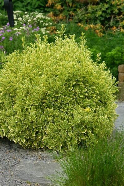 Gelbbunter Japanischer Spindelstrauch 'Aureomarginatus' / Gelbbunter Japanischer Spindelstrauch 'Aureomarginatus'