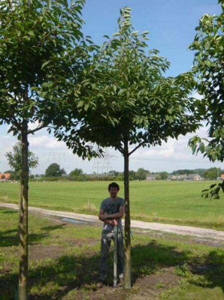 Prunus avium 'Plena' / Vogel-Kirsche 'Plena' Hochstamm 30-35 StU mit Drahtballen, Baumkrone und Stamm im Freiland
