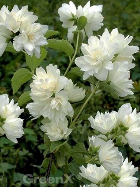 Pfeifenstrauch 'Schneesturm' / Gartenjasmin 'Schneesturm' / Philadelphus 'Schneesturm'