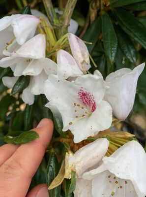 Rhododendron 'Baroness H. Schrder' - Rhododendron Hybride 'Baroness H.  Schrder'