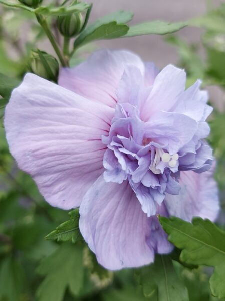 Hibiscus syriacus 'Blue Chiffon' ®  / Garteneibisch 'Blue Chiffon' ® / Strauch-Eibisch 'Blue Chiffon' ®