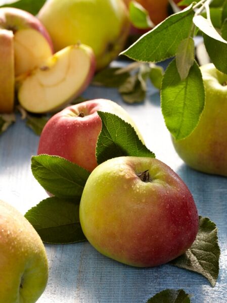 Apfel 'Notaris' / Notarisapfel / Apfel 'Notaris' / Notarisapfel