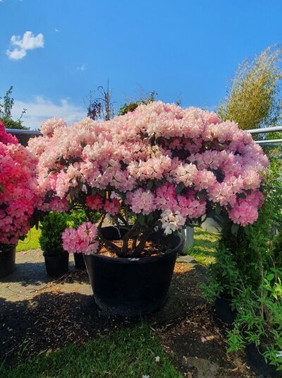Rhododendron yakushimanum Schirmform / Rhododendron 'Schirmform' H: 150 cm B: 200 cm (546289)
