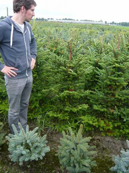 Fraser-Tanne / Abies fraseri