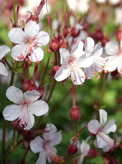Felsen-Storchschnabel 'Spessart' - Geranium macrorrhizum 'Spessart'