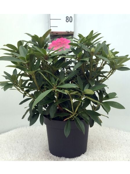 Rhododendron Hybride 'Anah Kruschke' (Rhododendron 'Anah Kruschke') 40-50 cm C7 im Topf, grünes Laub, pinke Blütenstände.