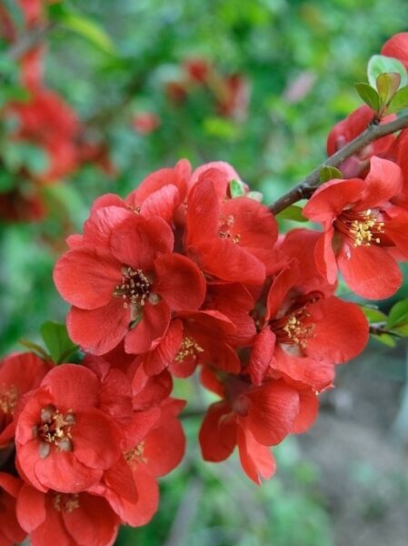 Scheinquitte / Zierquitte &#039;Fusion&#039; / Chaenomeles &#039;Fusion&#039;