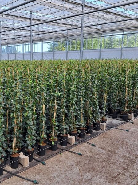 Irischer Efeu (Hedera hibernica / Hedera helix 'Hibernica') 80–100 cm C2, Topfpflanzen im Gewächshaus am Stab gezogen.