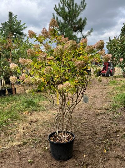 Limonenfarbene Rispen-Hortensie 150 cm 'Schirmform'  / Limonenfarbene Rispen-Hortensie 150 cm 'Schirmform' 