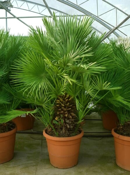 Chamaerops humilis (Europäische Zwergpalme) 125-150 cm C110, mehrstämmige Palmenpflanze im Topf mit Fächerblättern