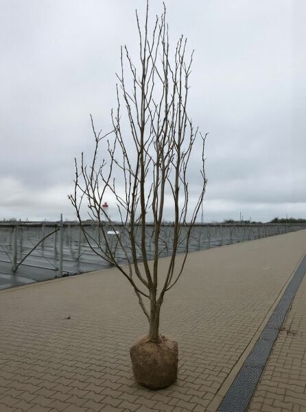 Magnolia brooklynensis 'Yellow River' / Magnolie 'Yellow River' 250-300 cm, mehrstämmig, laublos, mit Drahtballen